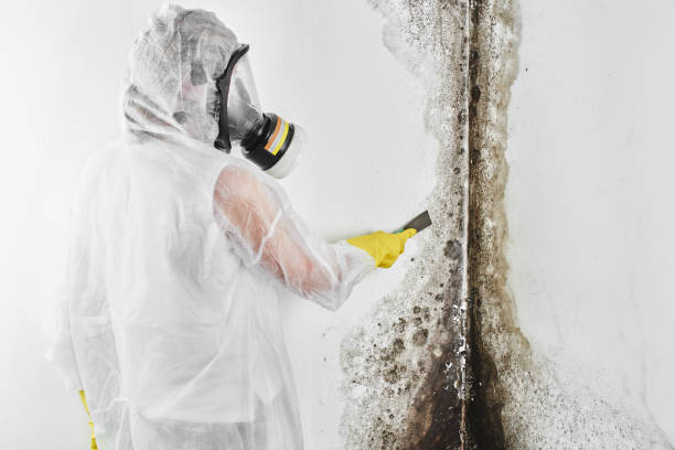 Best Professional Mold Removal  in Haskins, OH