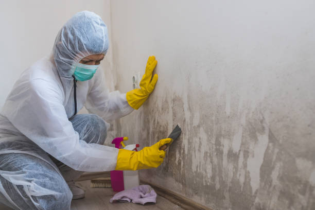 Best Mold Remediation Services  in Haskins, OH