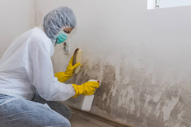 Best Commercial Mold Removal  in Haskins, OH